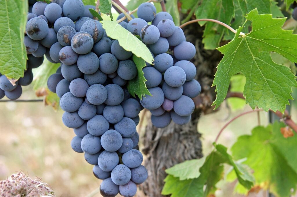 grapes, black, fruit, vineyard, agriculture, ripe, grapevine, raisin, vineyard, raisin, raisin, raisin, raisin, raisin